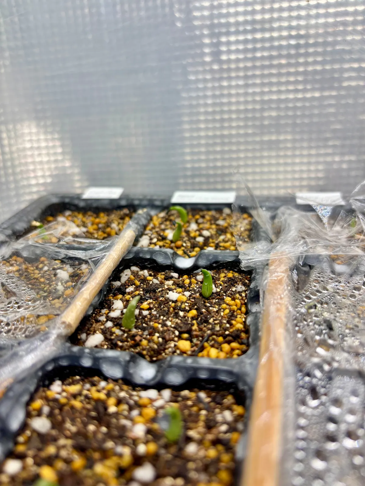 Agave oteroi (アガベ オテロイ)