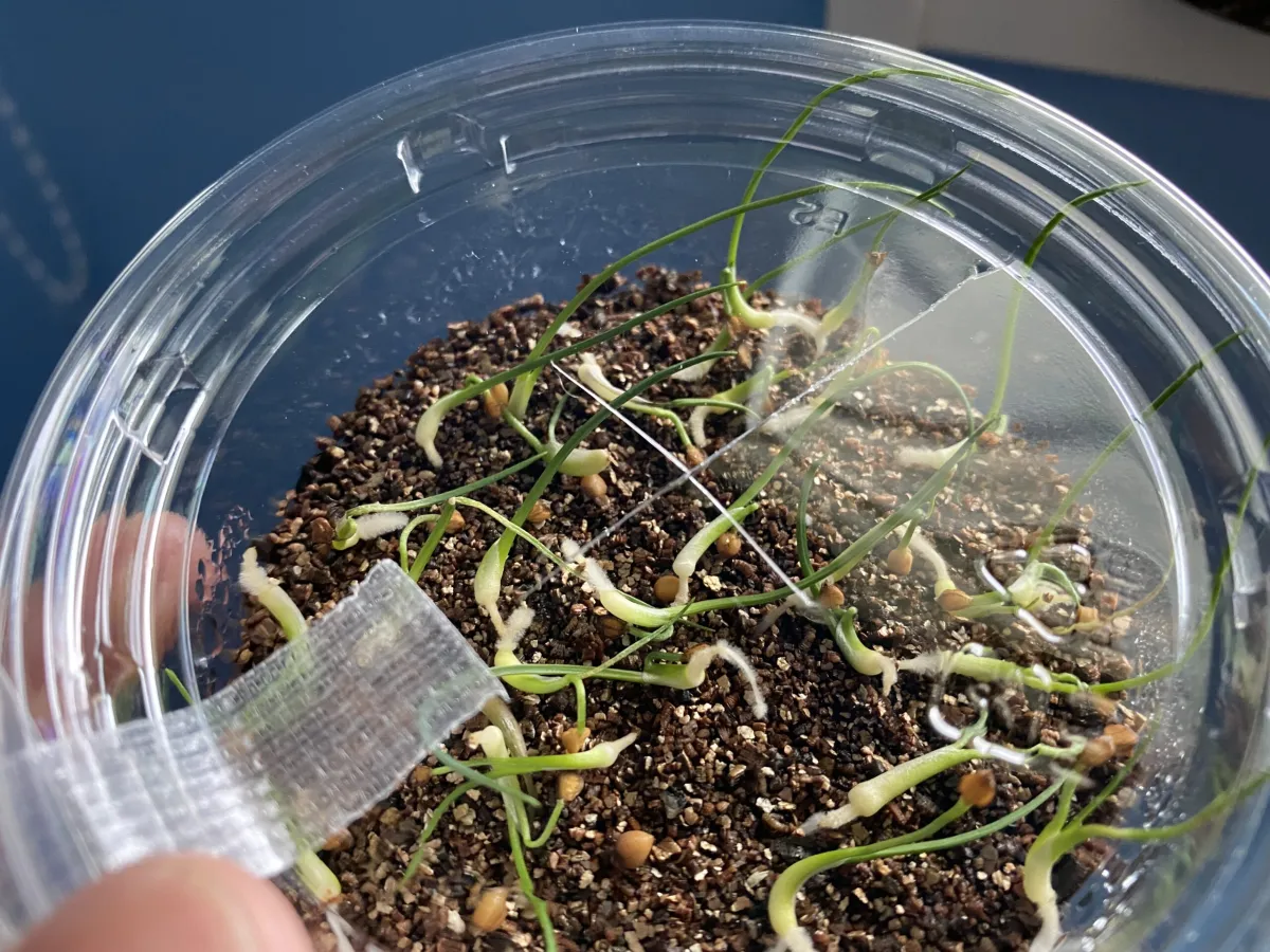 Dasylirion wheeleri (ダシリリオン ウィーレリ)