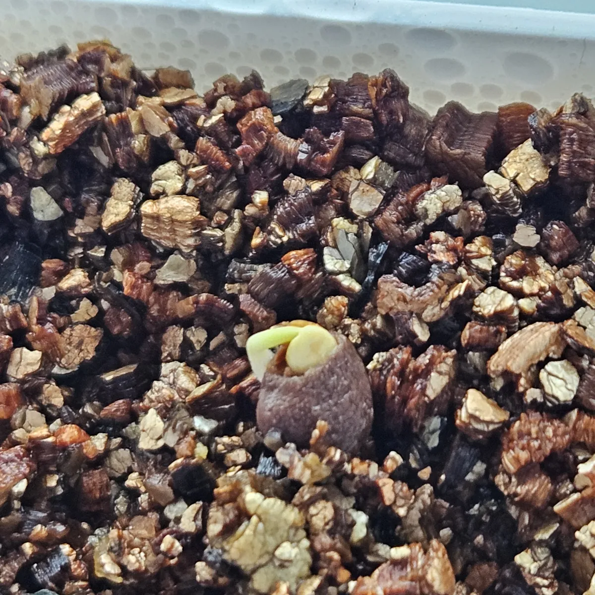 Operculicarya pachypus (オペルクリカリア パキプス)