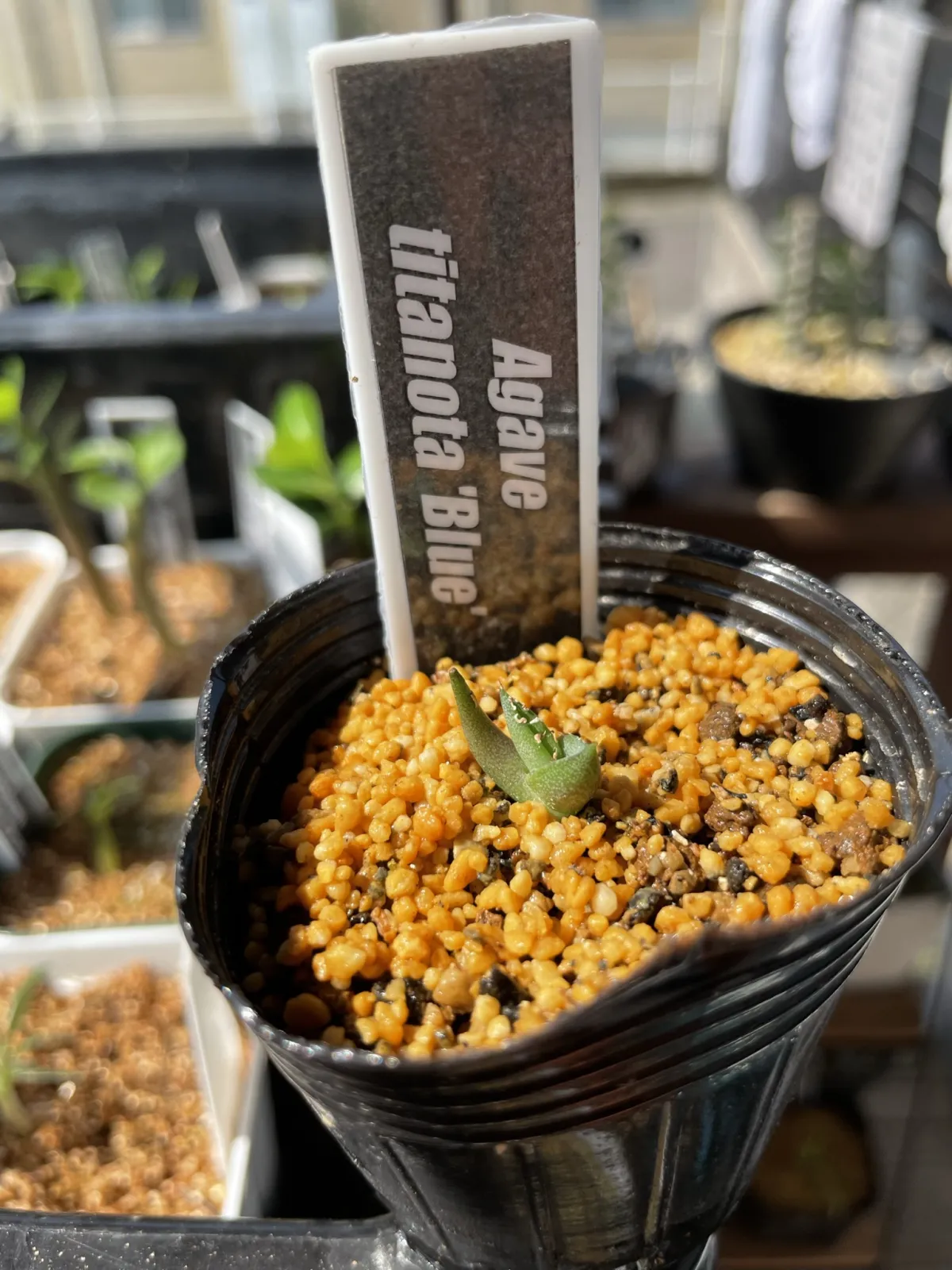 Agave titanota 'Blue' (アガベ チタノタブルー)