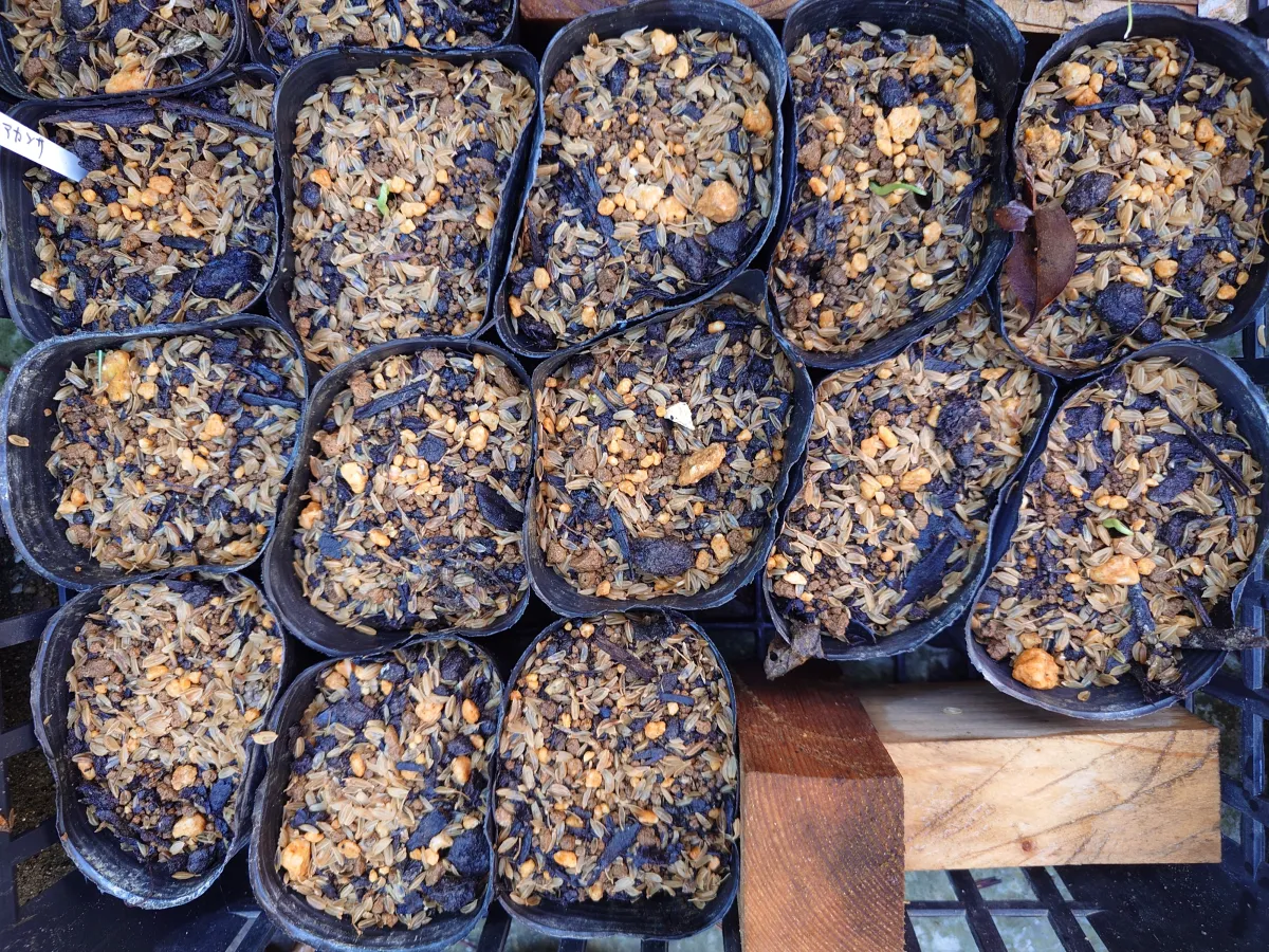 Agave macroacantha (アガベ マクロアカンサ 八荒殿)