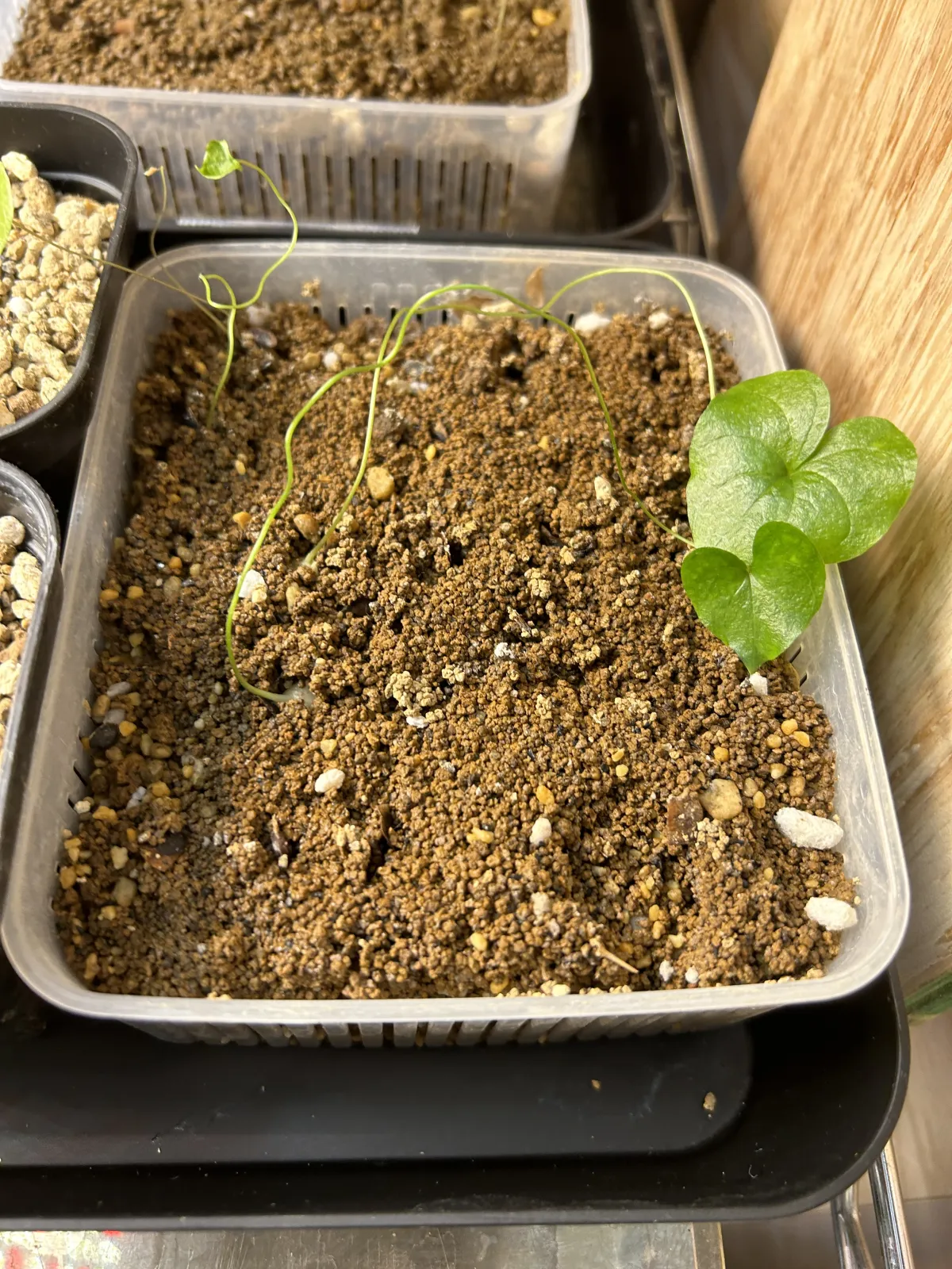 Dioscorea elephantipes (ディオスコレア エレファンティペス アフリカ亀甲竜)