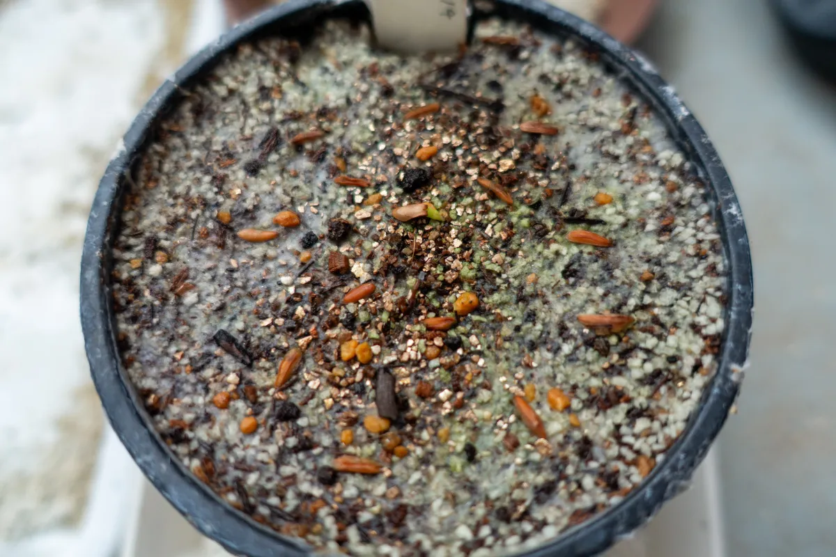 [無料種子] 発芽難 パキポディウム グラキリス　 Pachypodium rosulatum var. gracilius