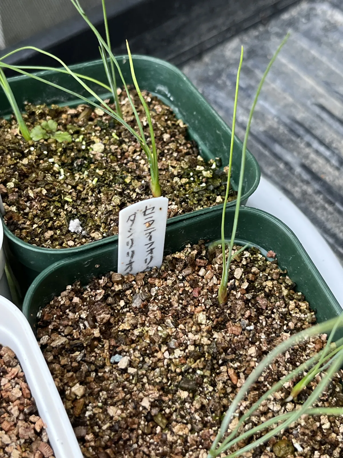 Dasylirion serratifolium (ダシリリオン セラティフォリウム)