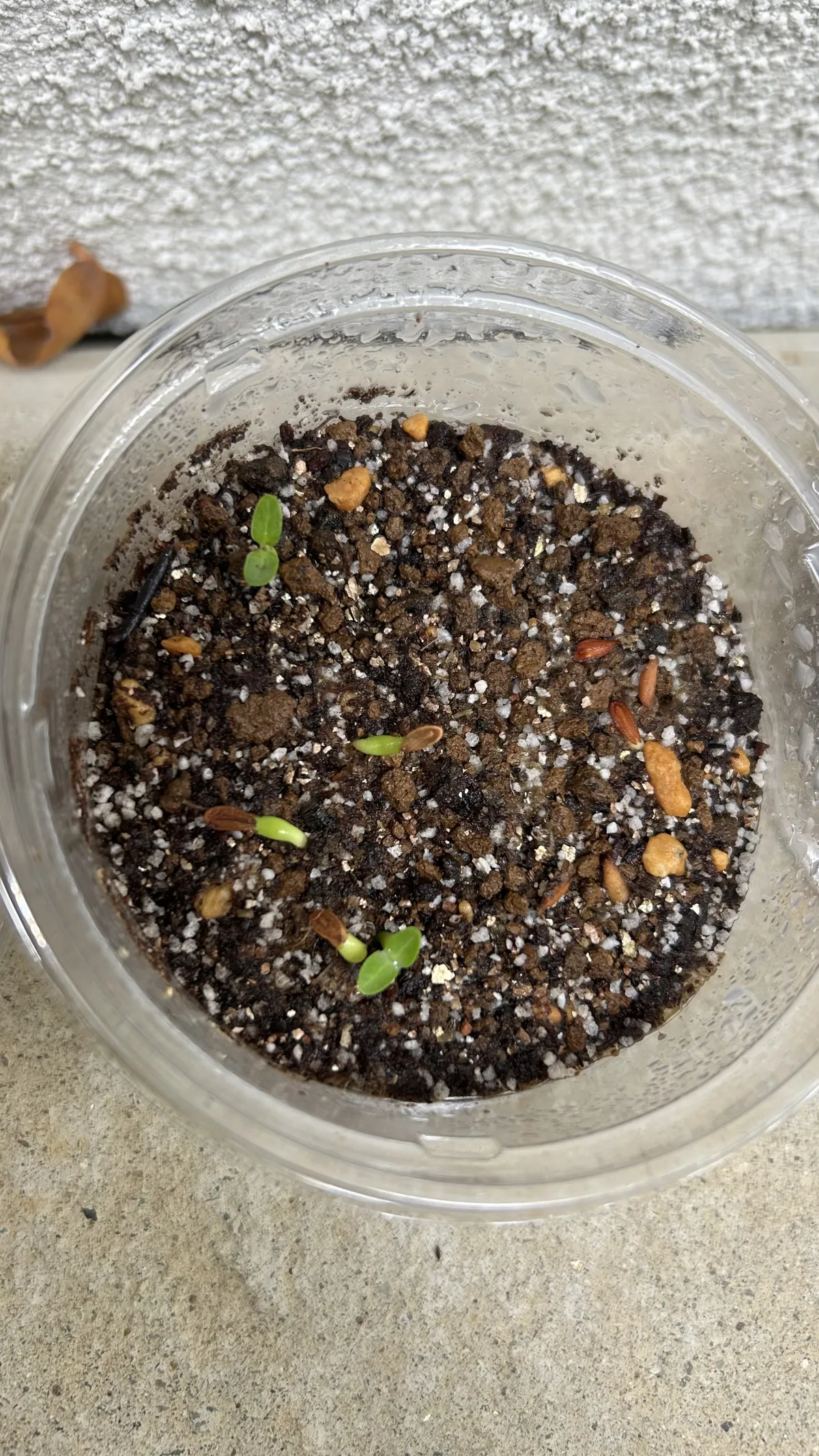 Pachypodium rosulatum var. eburneum (パキポディウム エブレネウム)