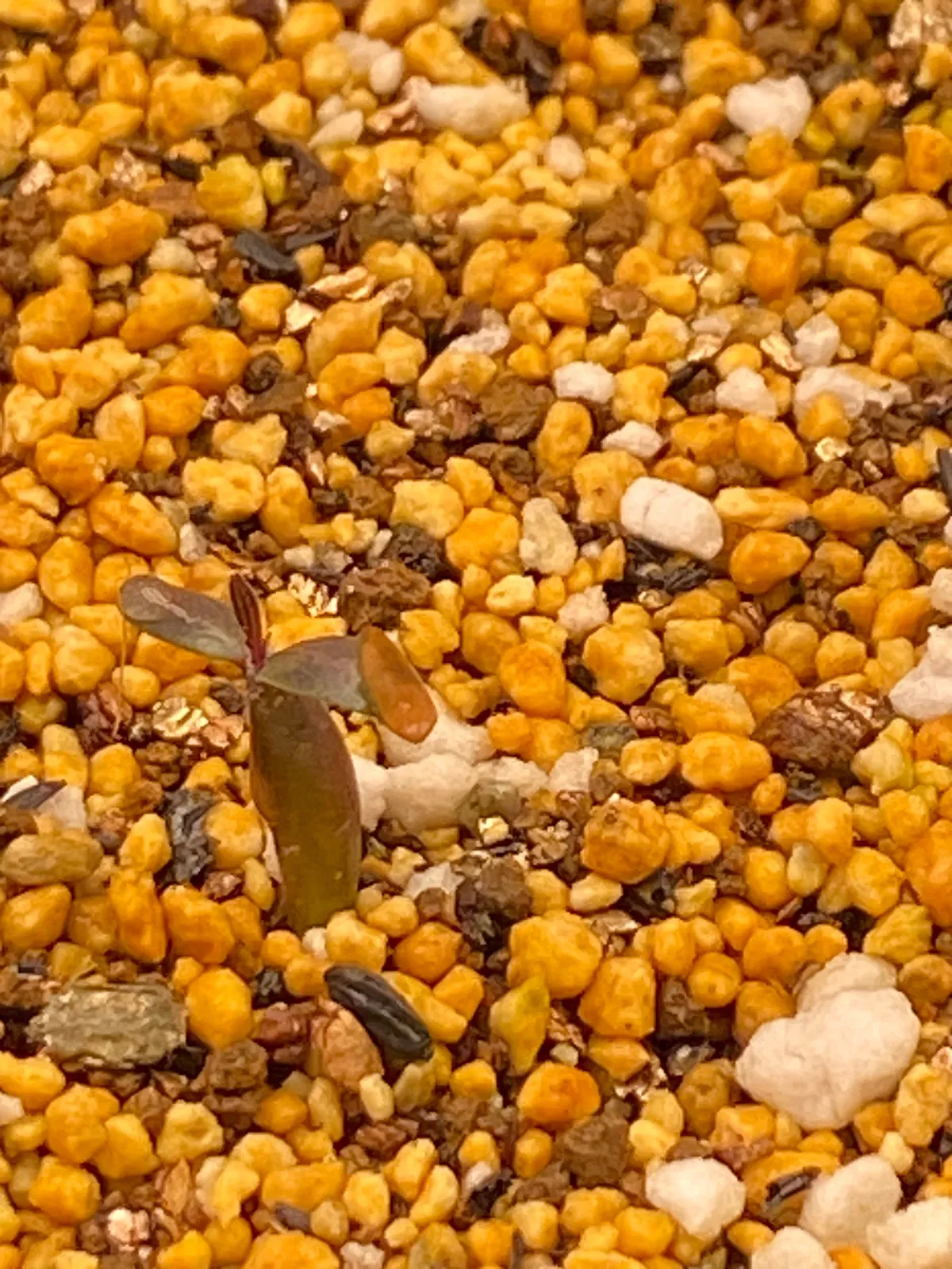 Pachypodium rosulatum var. gracilius (パキポディウム グラキリス)