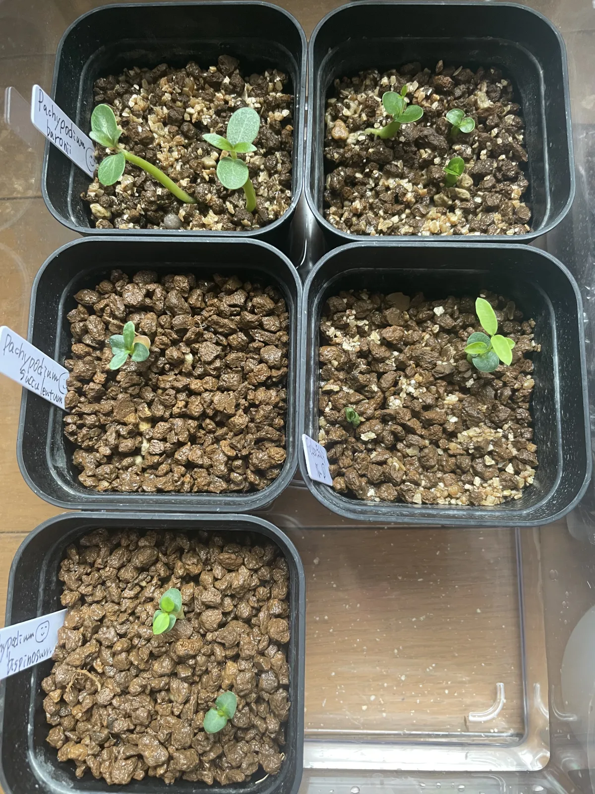 Pachypodium baronii (パキポディウム バロニー)