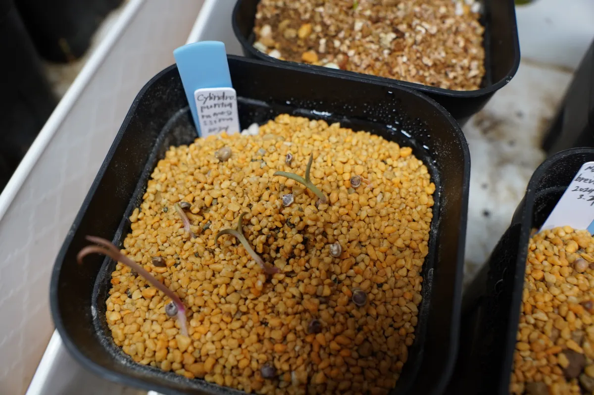 Cylindropuntia ramosissima (キリンドロプンティア ラモシシマ)