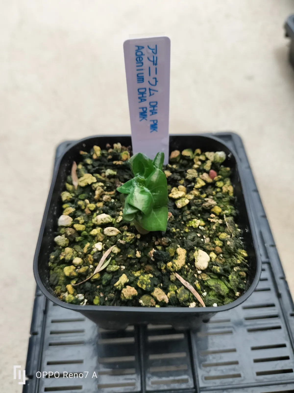 Adenium DHA PMK (アデニウム DHA PMK)