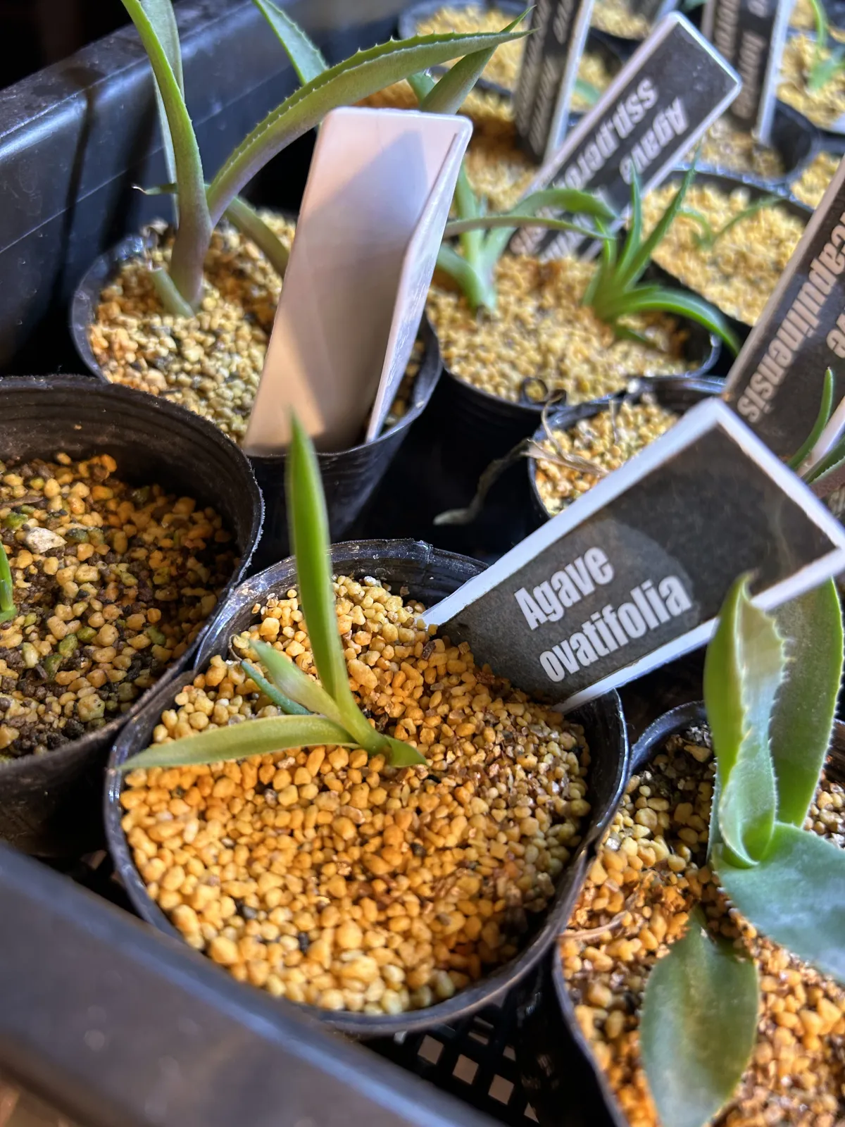 Agave ovatifolia (アガベ オバティフォリア)