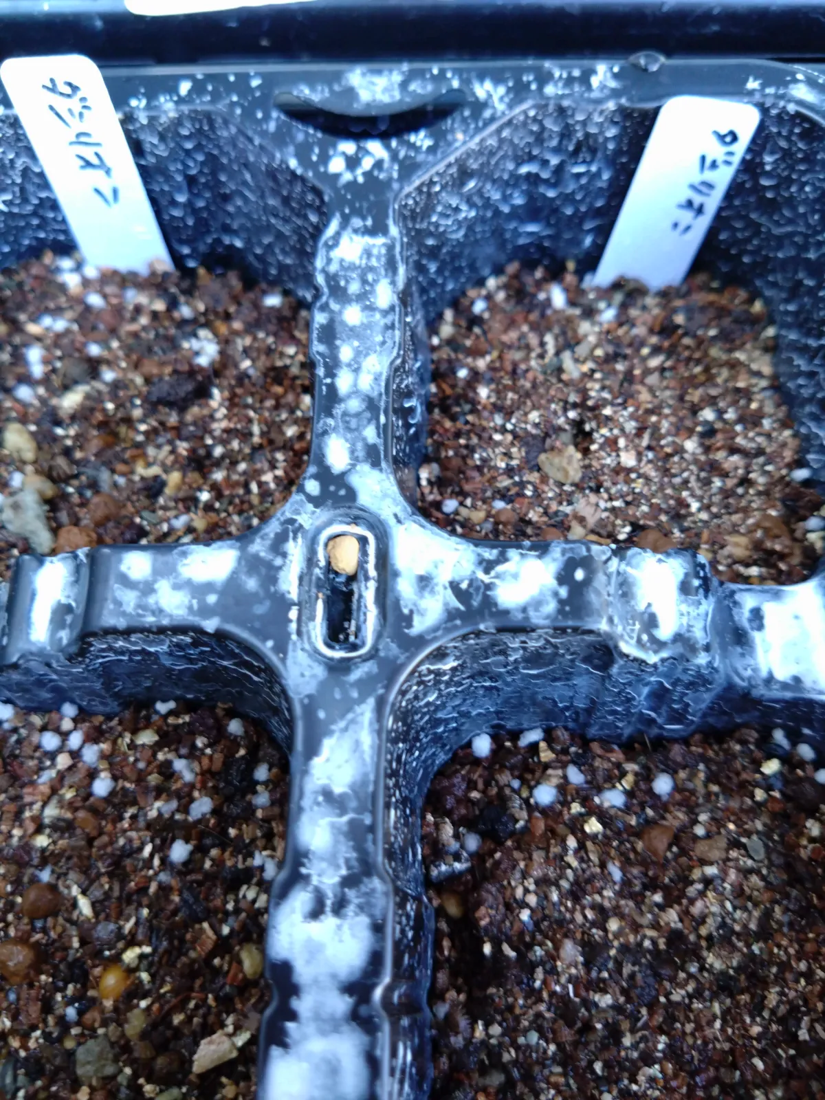 Dasylirion longissimum var. longissimum (ダシリリオン ロンギシマム)