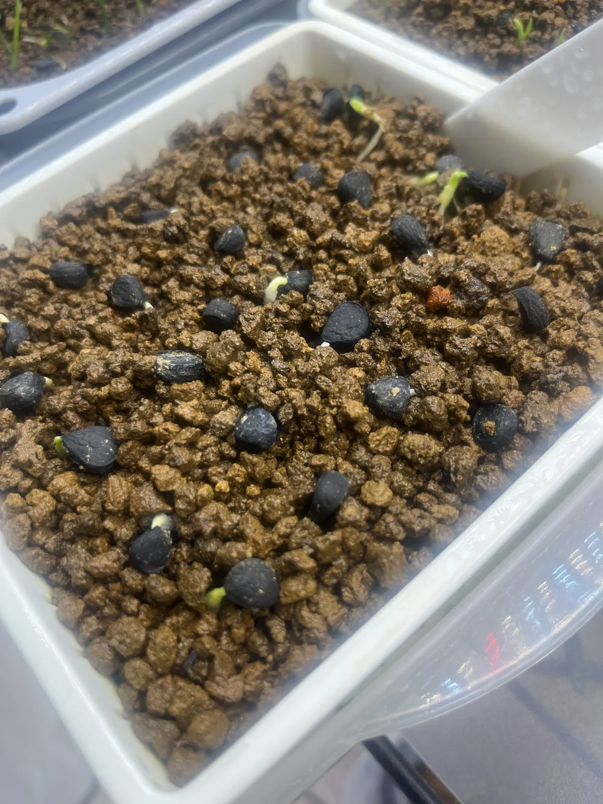 Yucca carnerosana (ユッカ カルネロサーナ)