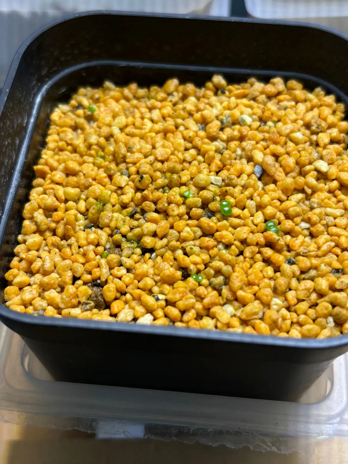 Tylecodon reticulatus subsp. reticulatus (ティレコドン レティクラタス)