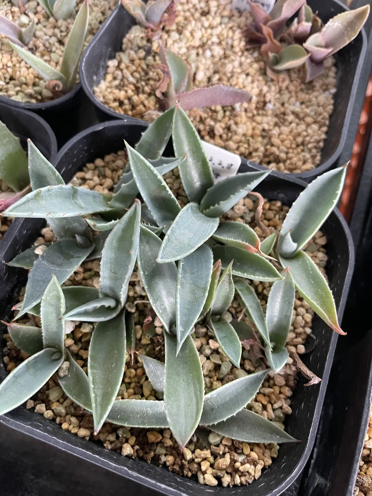 Agave montana (アガベ モンタナ)