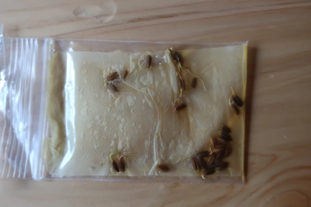 Cuminum cyminum (クミンシード)