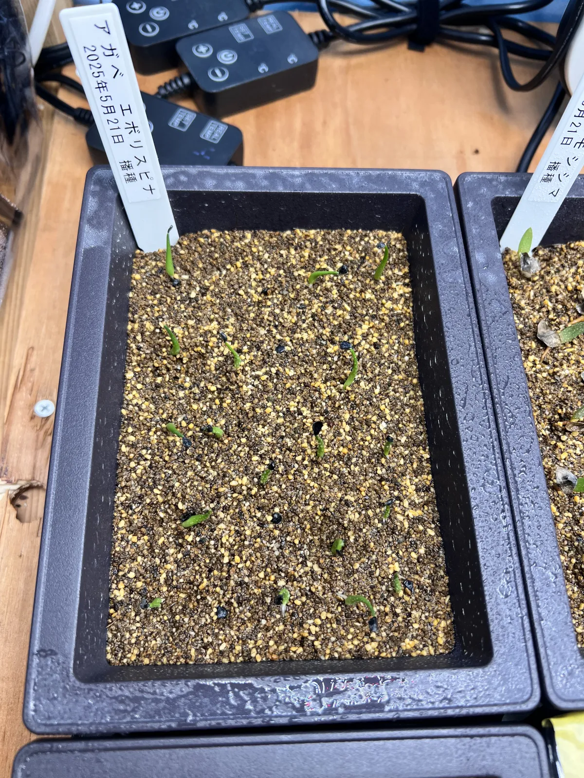 Agave utahensis var. eborispina (アガベ エボリスピナ)