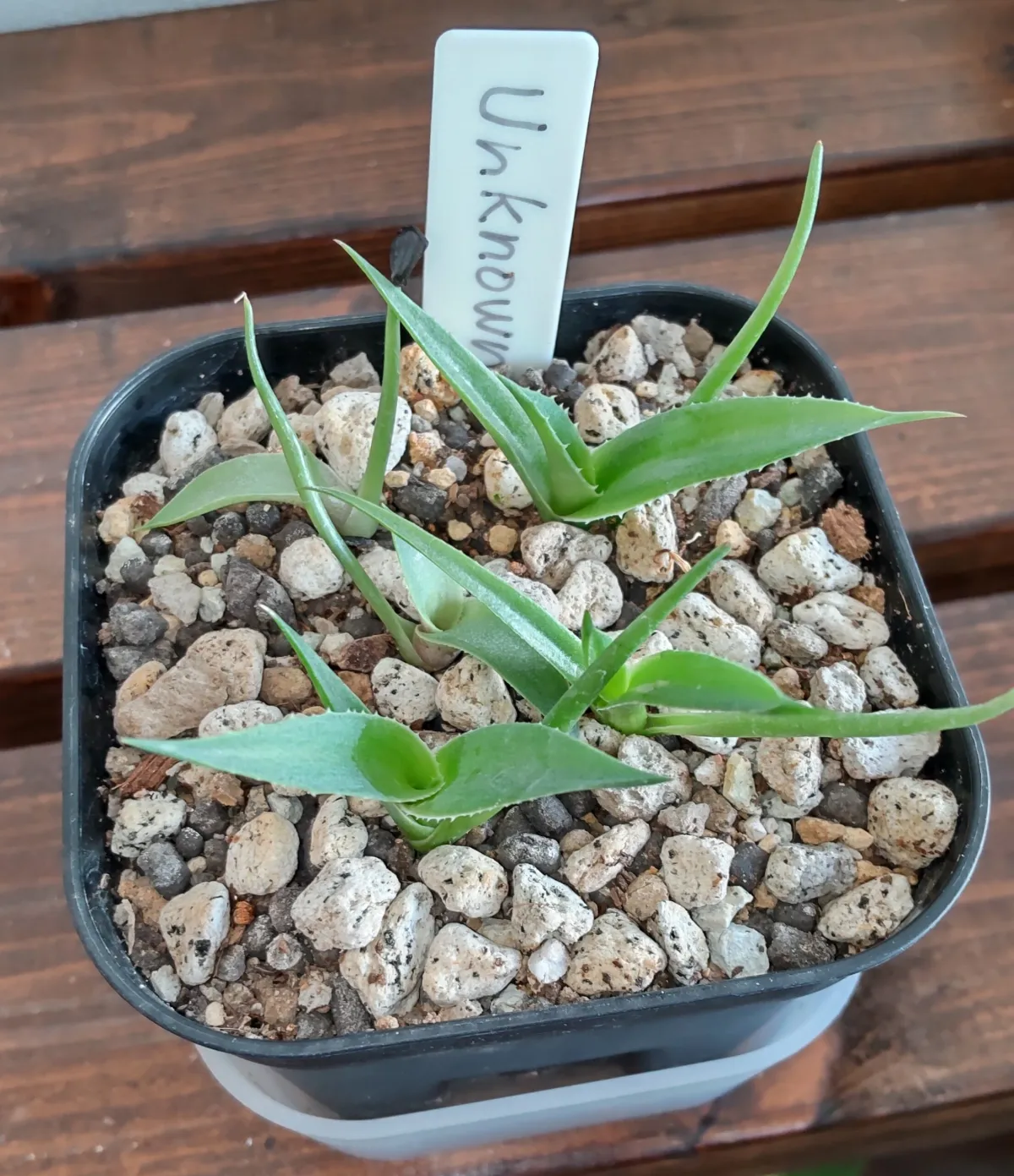 アガベ 品種混在