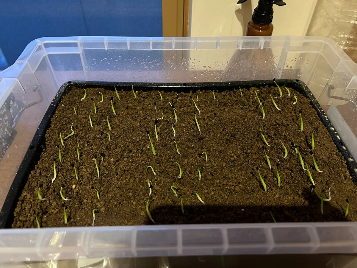 Agave utahensis var. eborispina 'Vegas' (アガベ エボリスピナ ヴェガス)