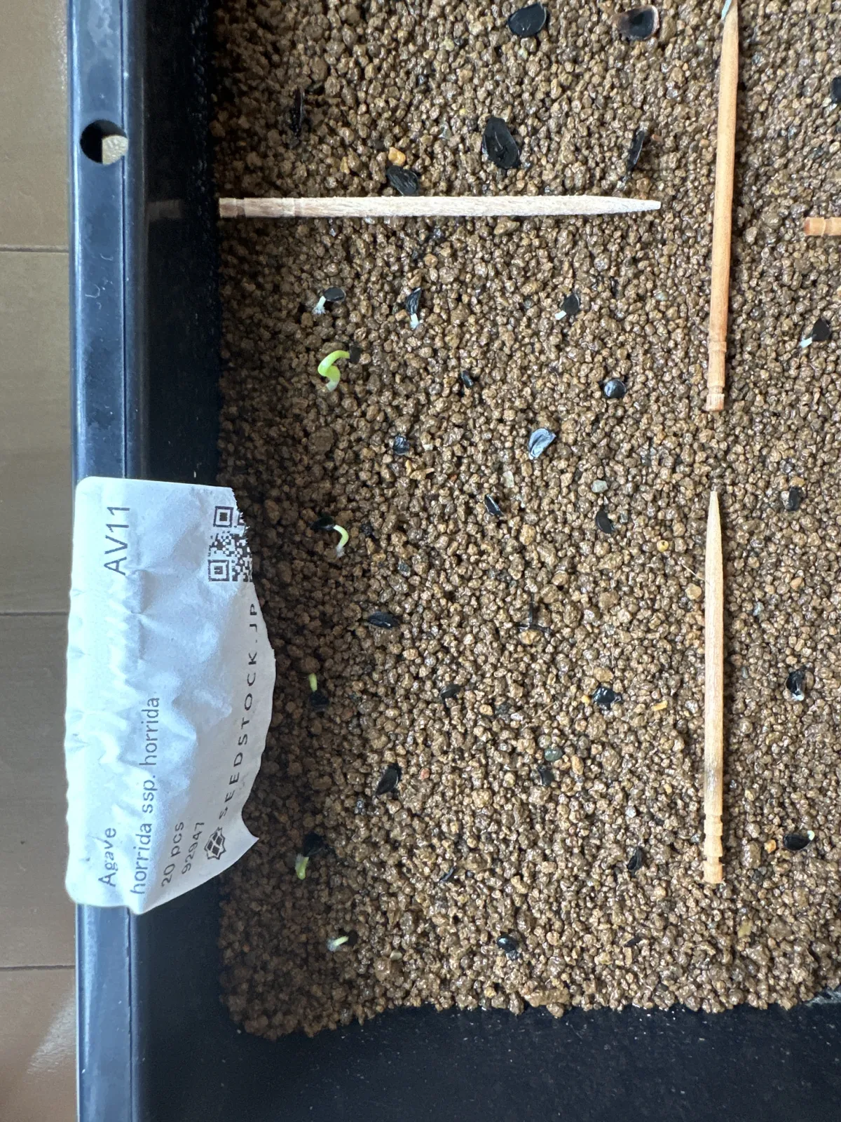 Agave horrida ssp. horrida (アガベ ホリダ)