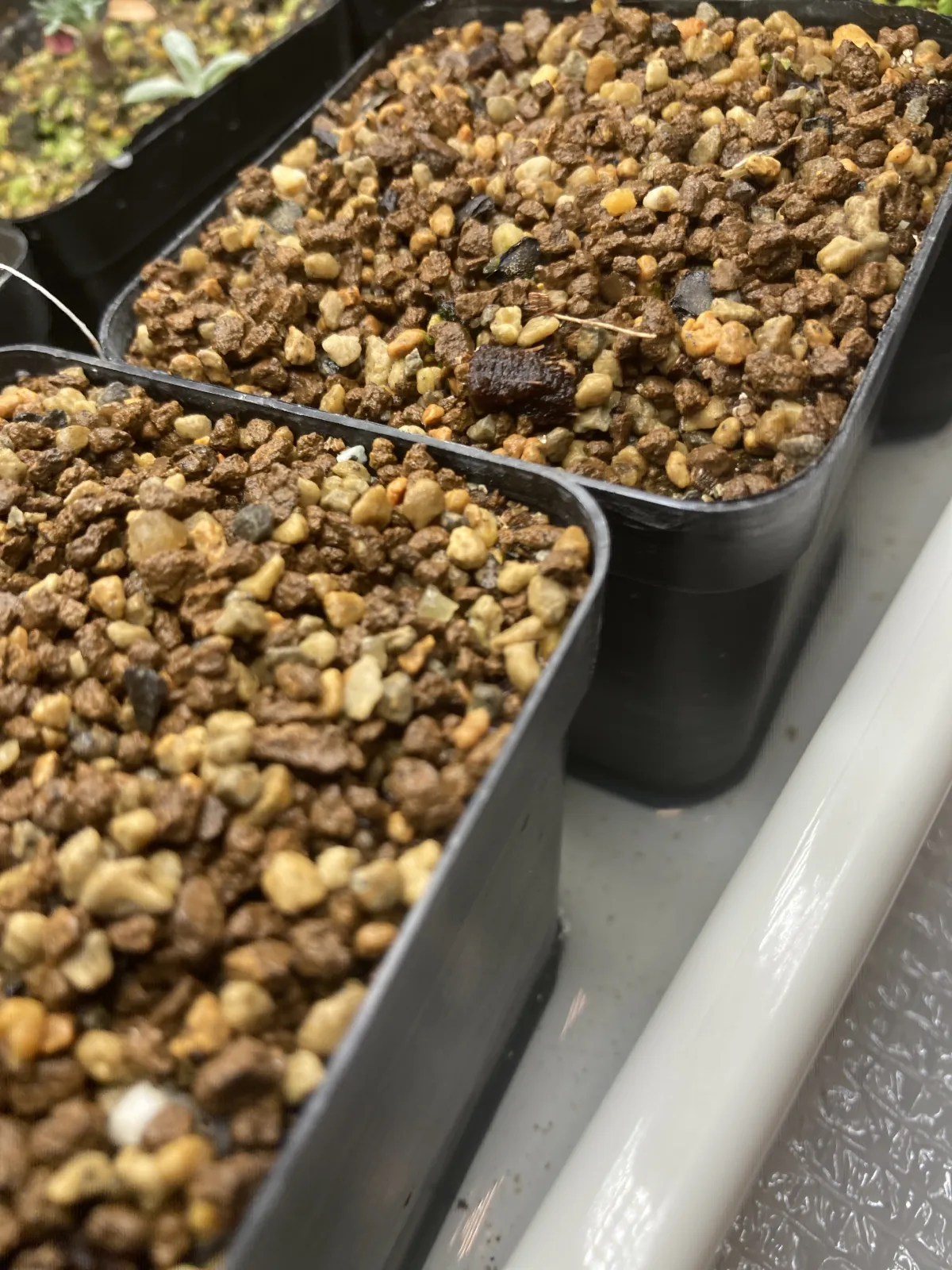 Aloe ramosissima (アロエ ラモシシマ)