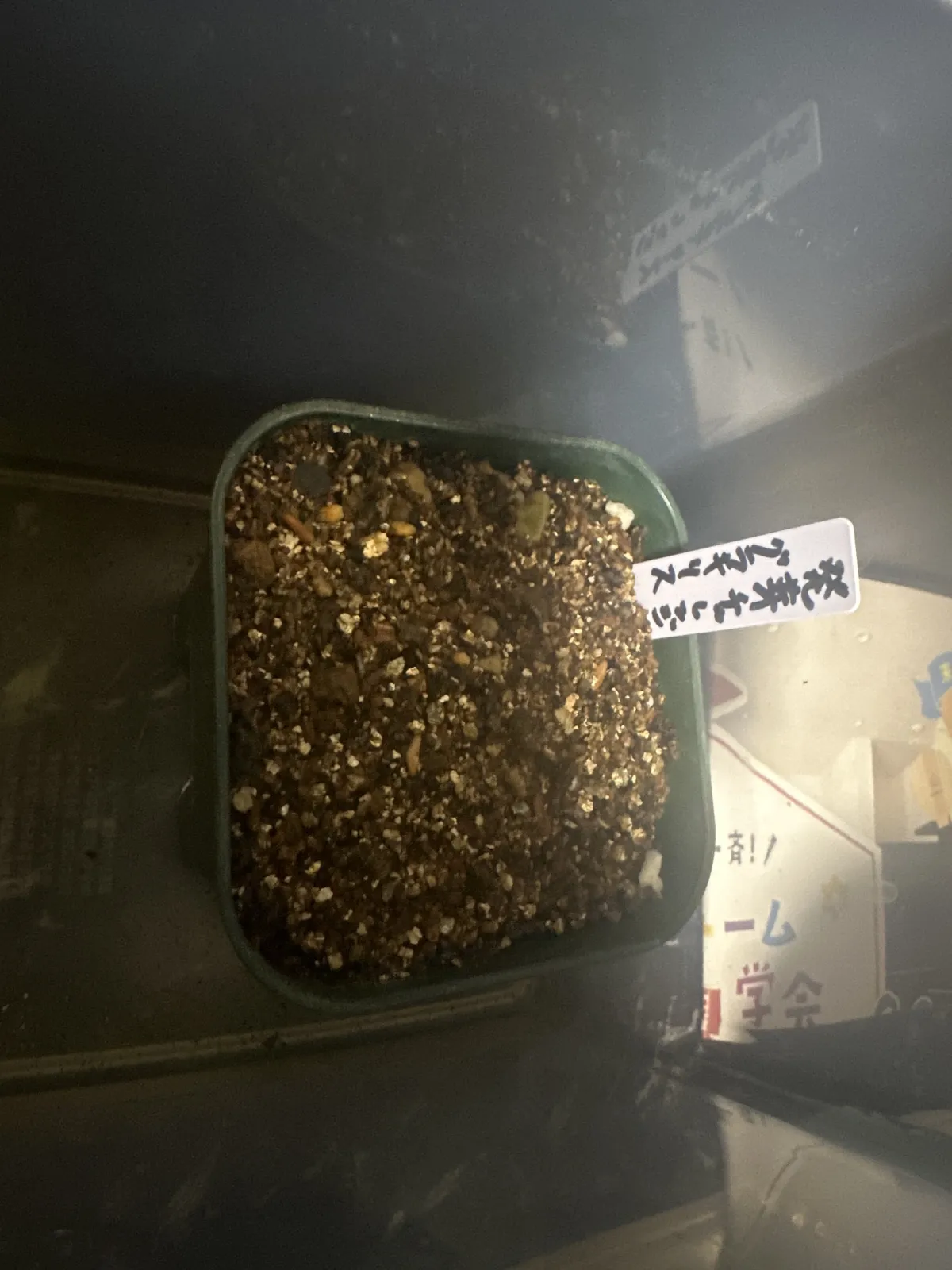 [無料種子] 発芽難 パキポディウム グラキリス　 Pachypodium rosulatum var. gracilius