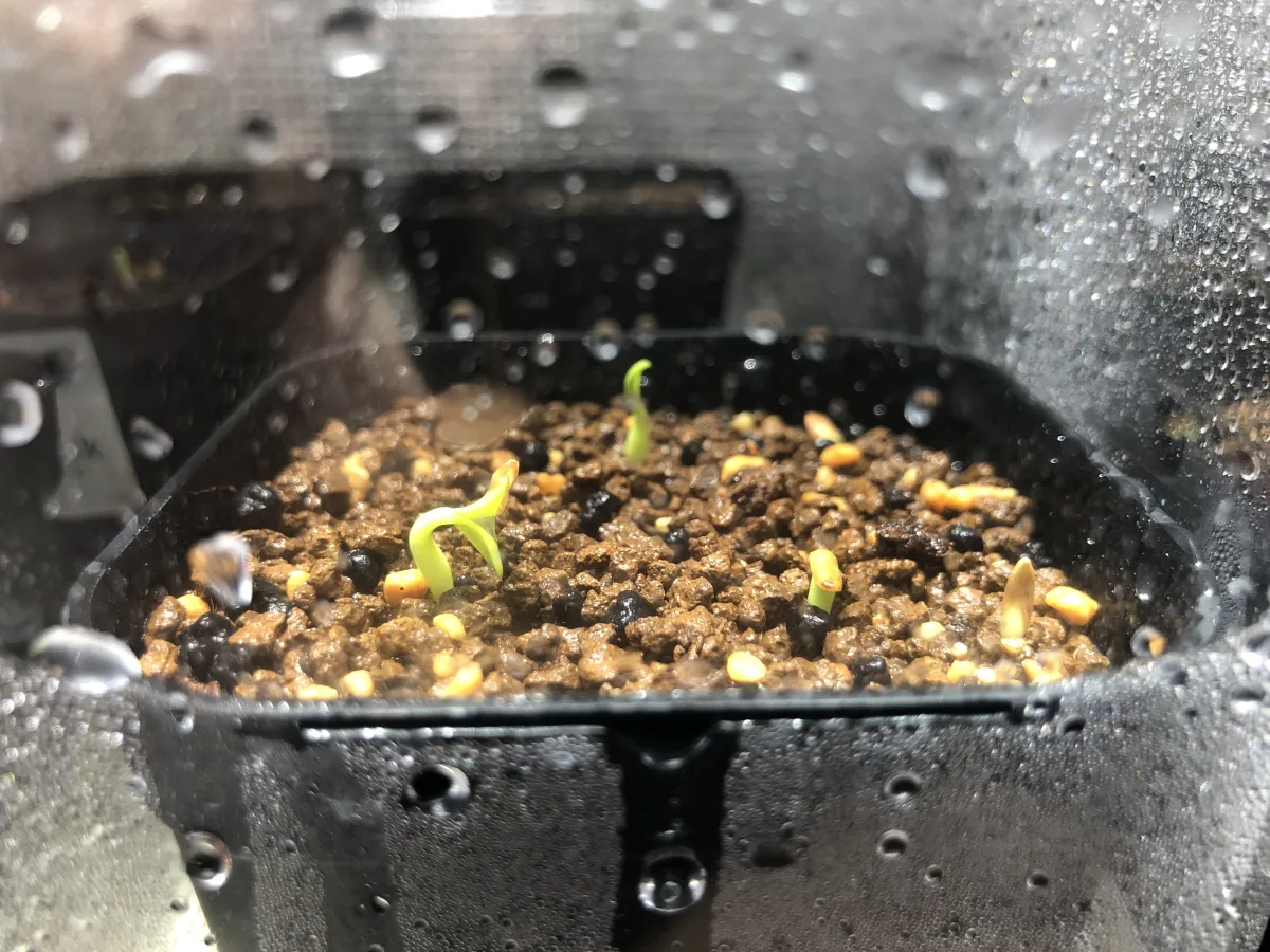 Pachypodium rosulatum var. gracilius (パキポディウム グラキリス)