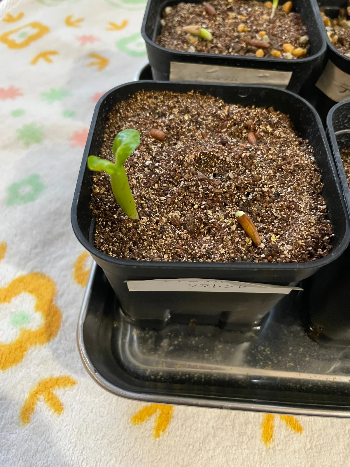 Adenium somalense (アデニウム ソマレンセ)