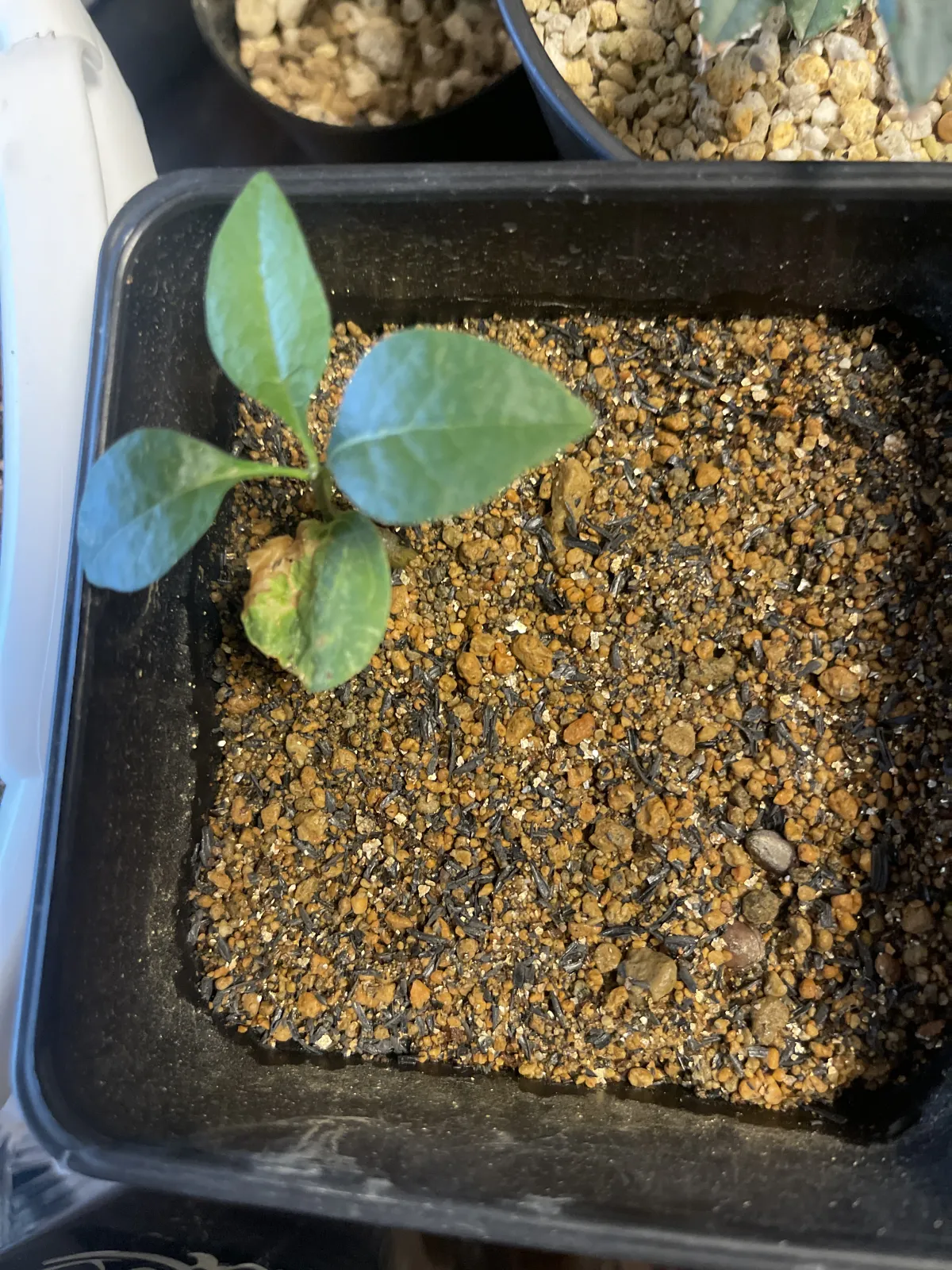 Commiphora wildii (コミフォラ ワイルディ)