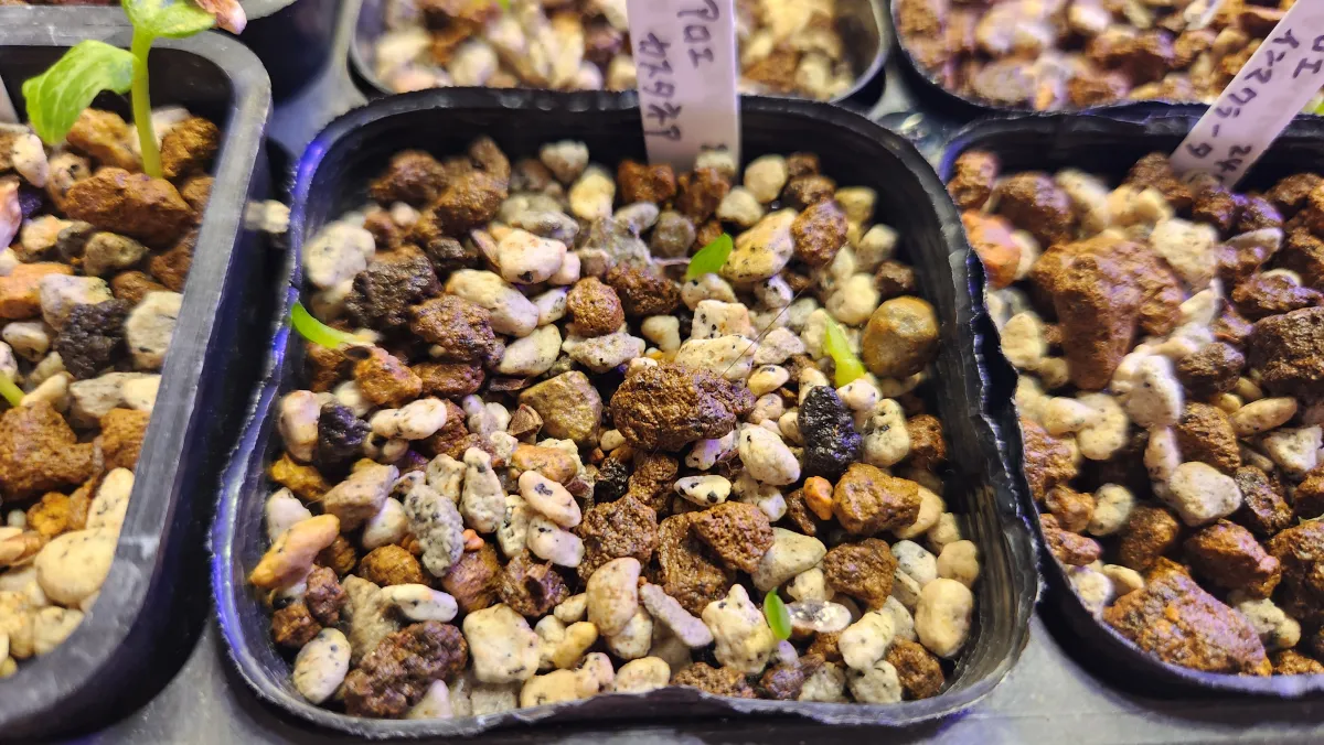 Aloe castanea (アロエ カスタネア)