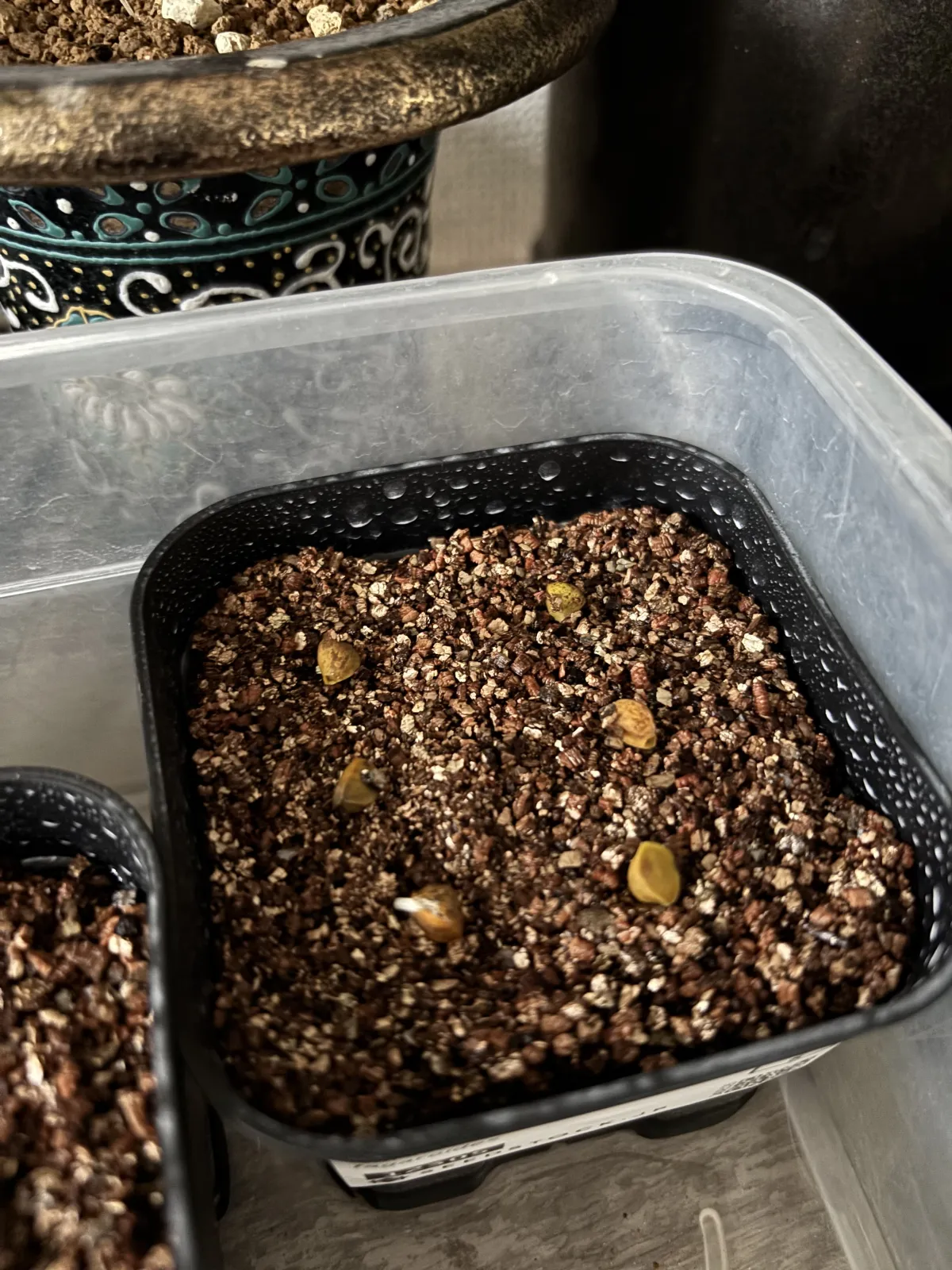 Bursera fagaroides (ブルセラ ファガロイデス)