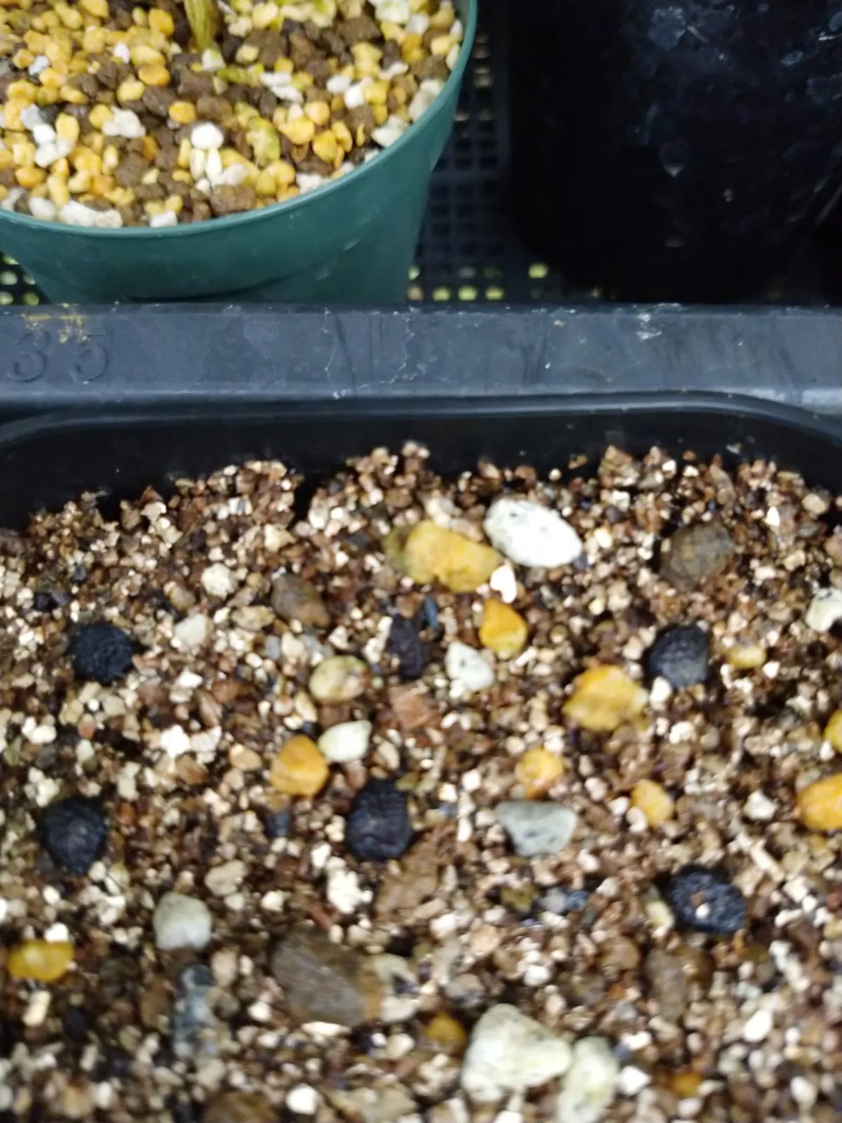 Commiphora monstruosa (コミフォラ モンストローサ)