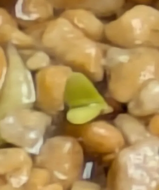 Pachypodium rosulatum var. gracilius (パキポディウム グラキリス)