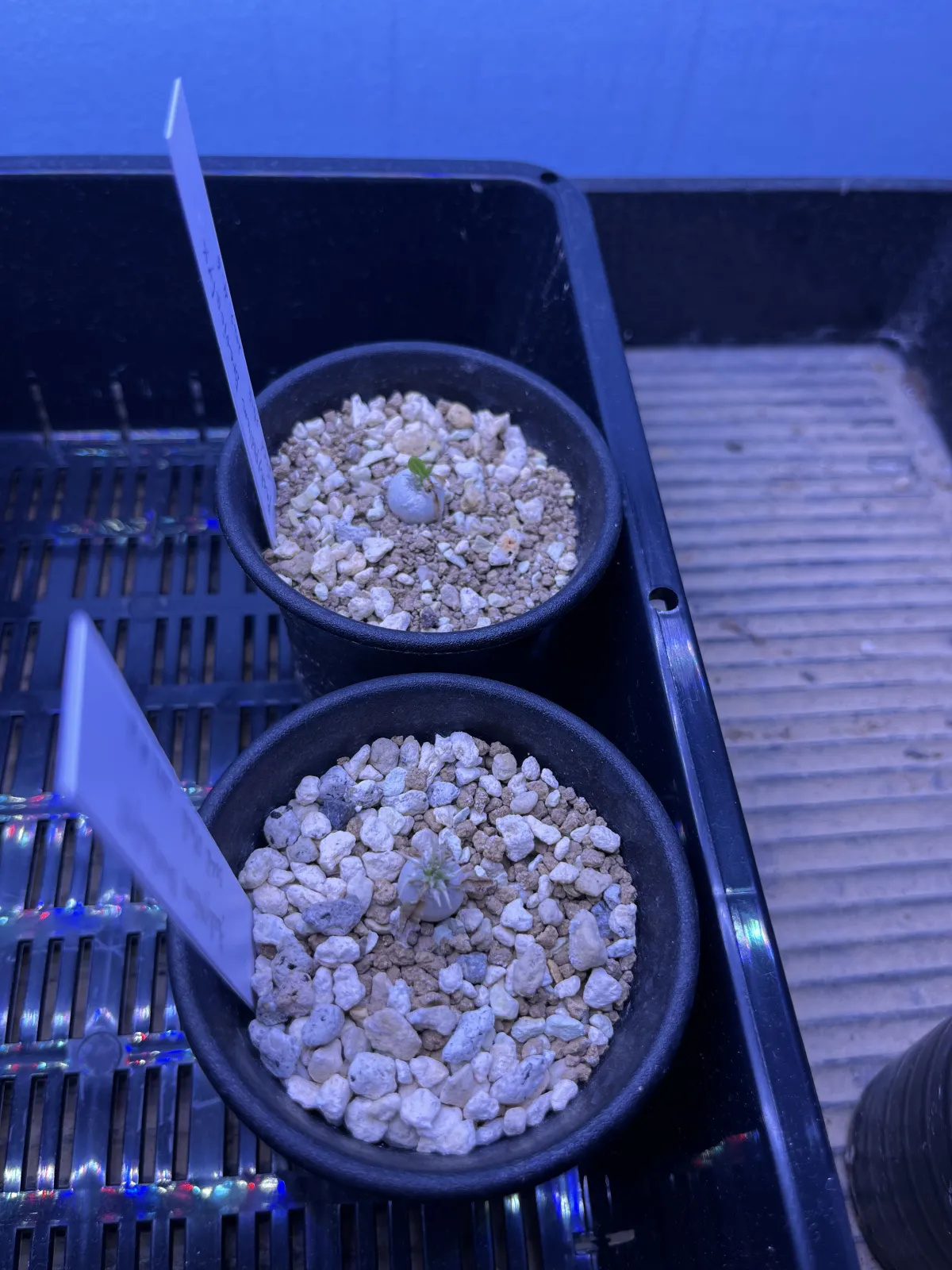 Pachypodium densiflorum var. brevicalyx (パキポディウム ブレビカリックス)