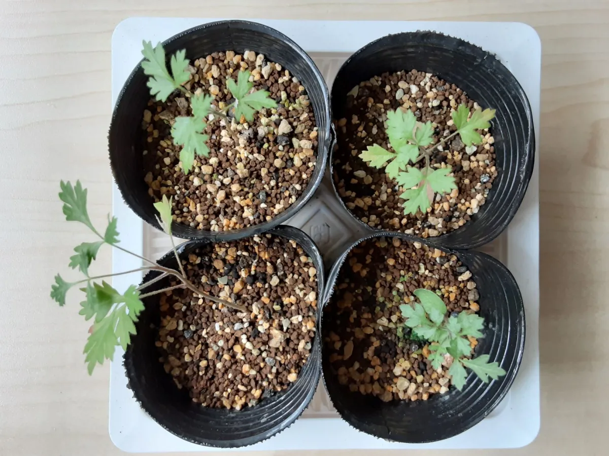 Pachycormus discolor (パキコルムス ディスカラー)