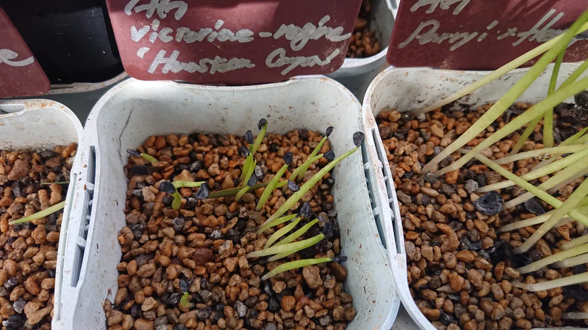 Agave victoriae-reginae 'Huasteca Canyon' (アガベ フアステカキャニオン)