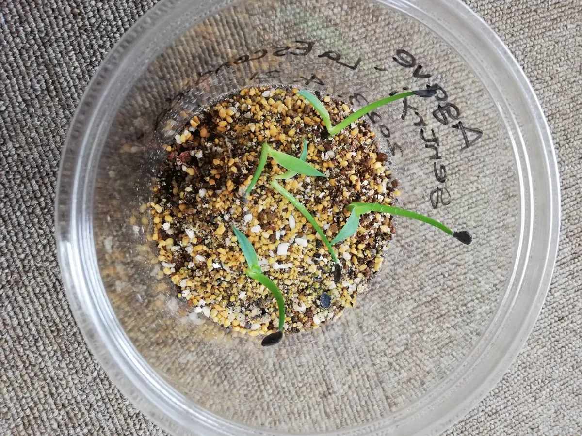 Agave gentryi La Escondida (アガベ ジェントリー ラ・エスコンディーダ)