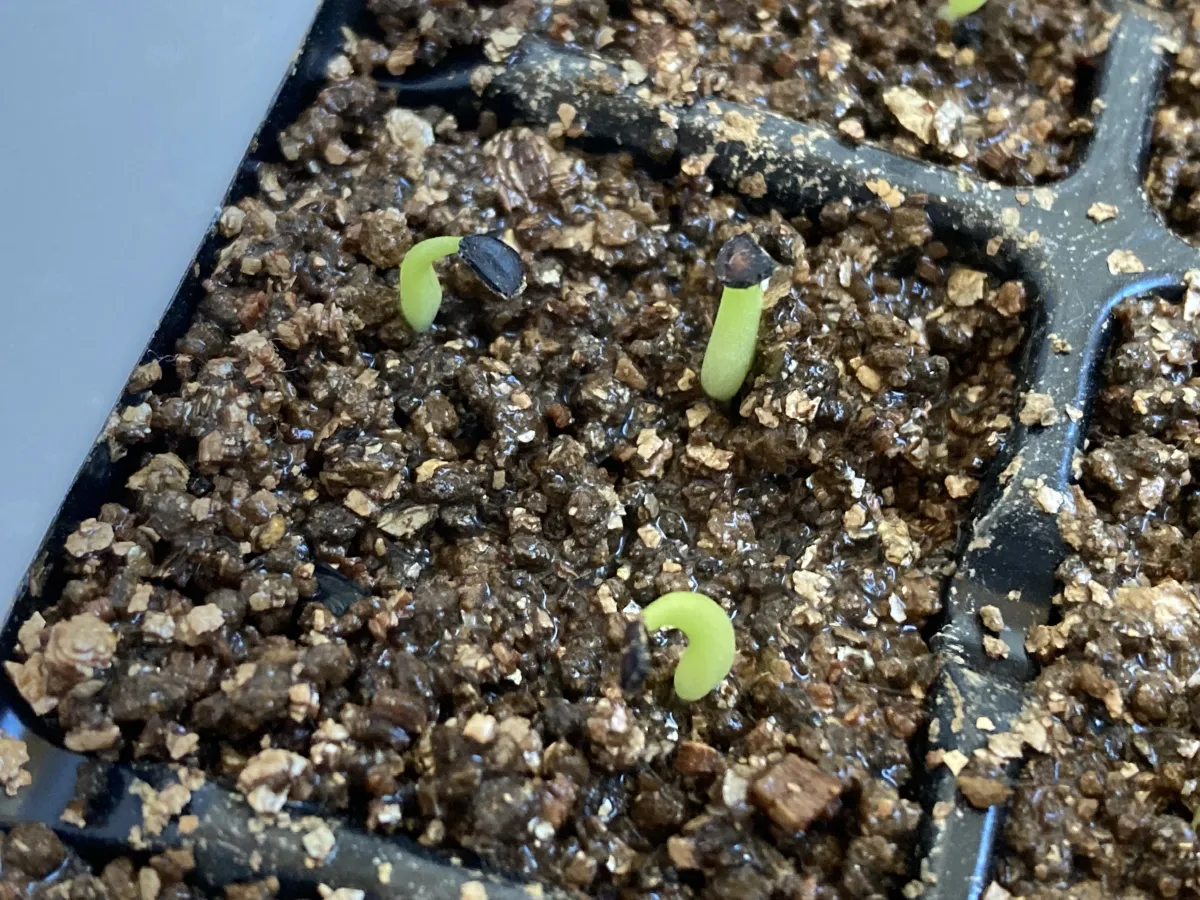 Agave calciphila (アガベ カルチフィラ)