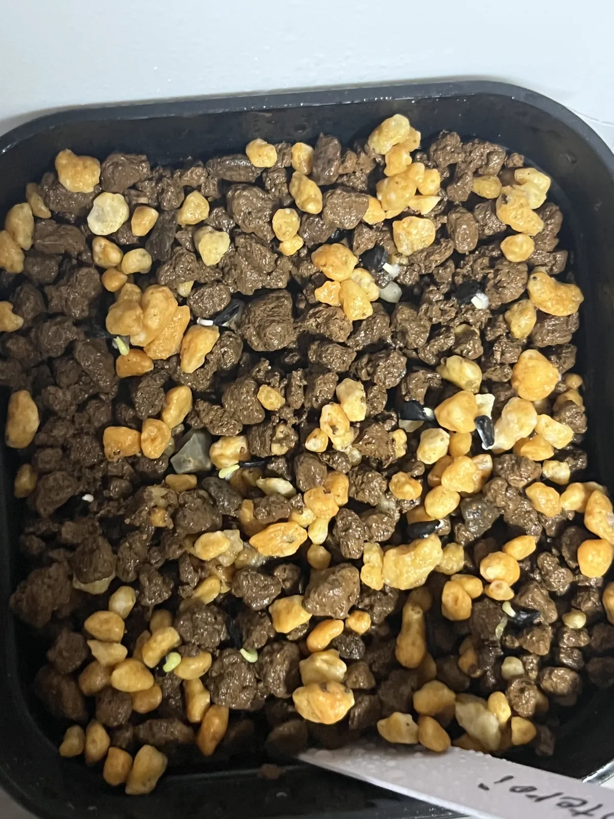 Agave oteroi (アガベ オテロイ)