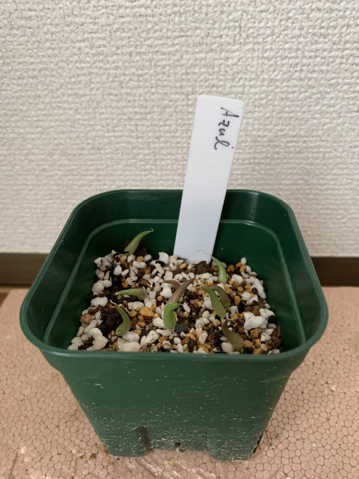 Agave difformis 'Azul' (アガベ ディフォルミス アズール)