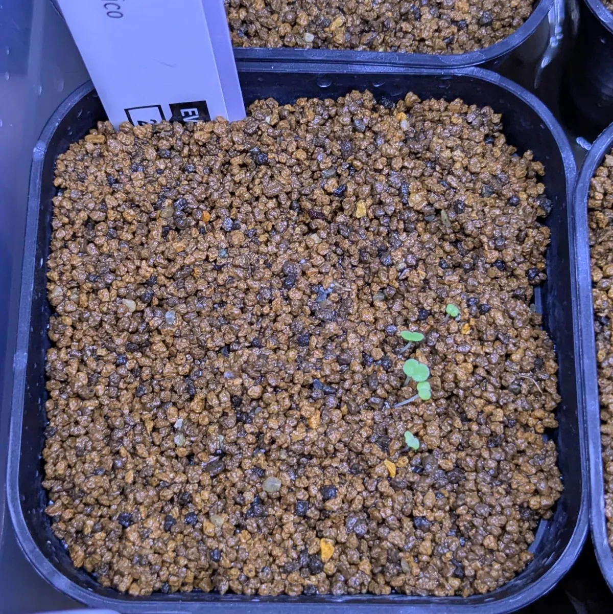 Echeveria elegans El Chico (エケベリア エレガンス エルチコ)