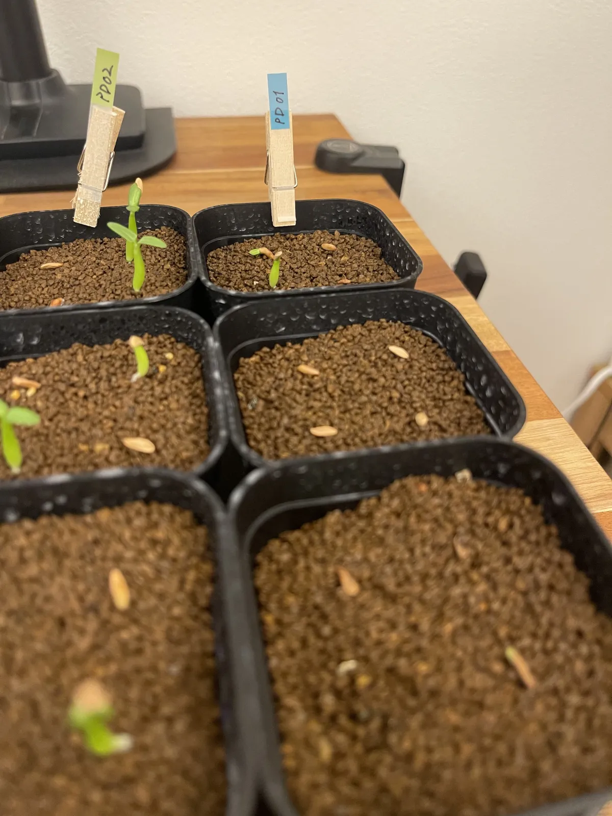 Pachypodium rosulatum var. eburneum (パキポディウム エブレネウム)