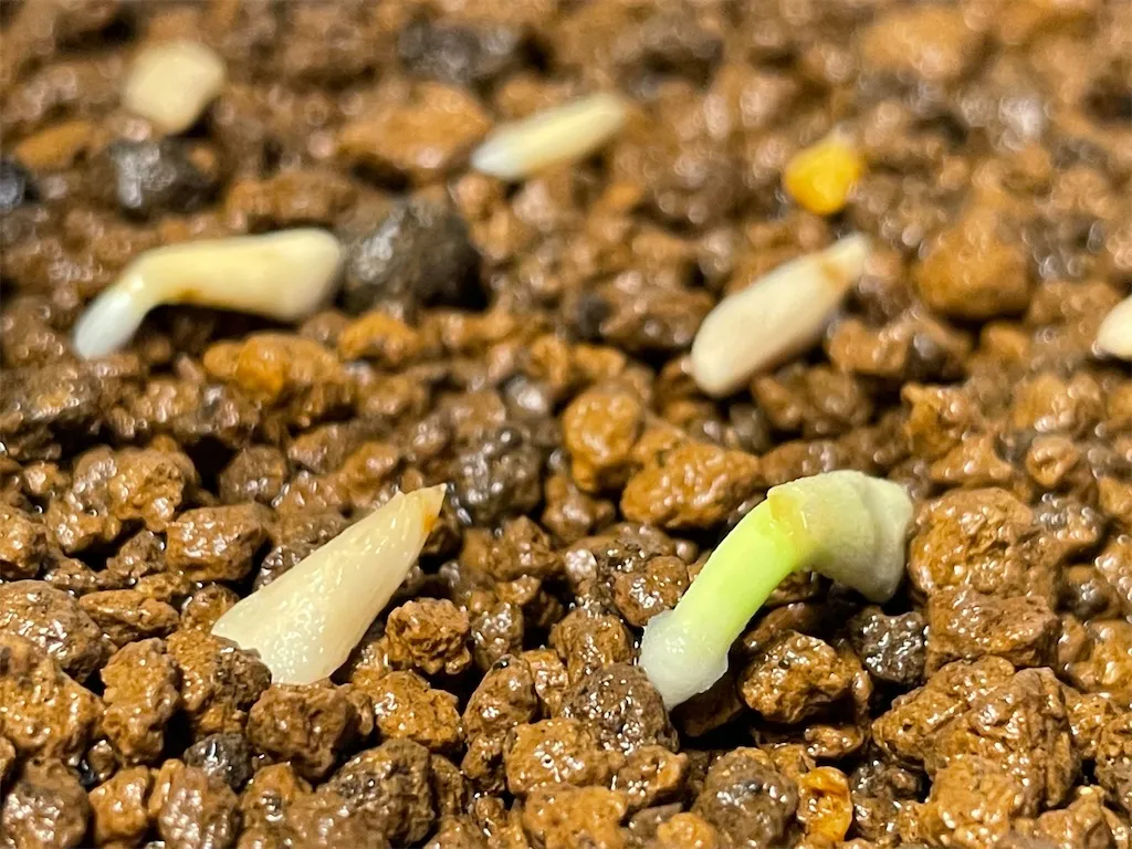 Pachypodium lamerei (パキポディウム ラメレイ 夢叶棒)