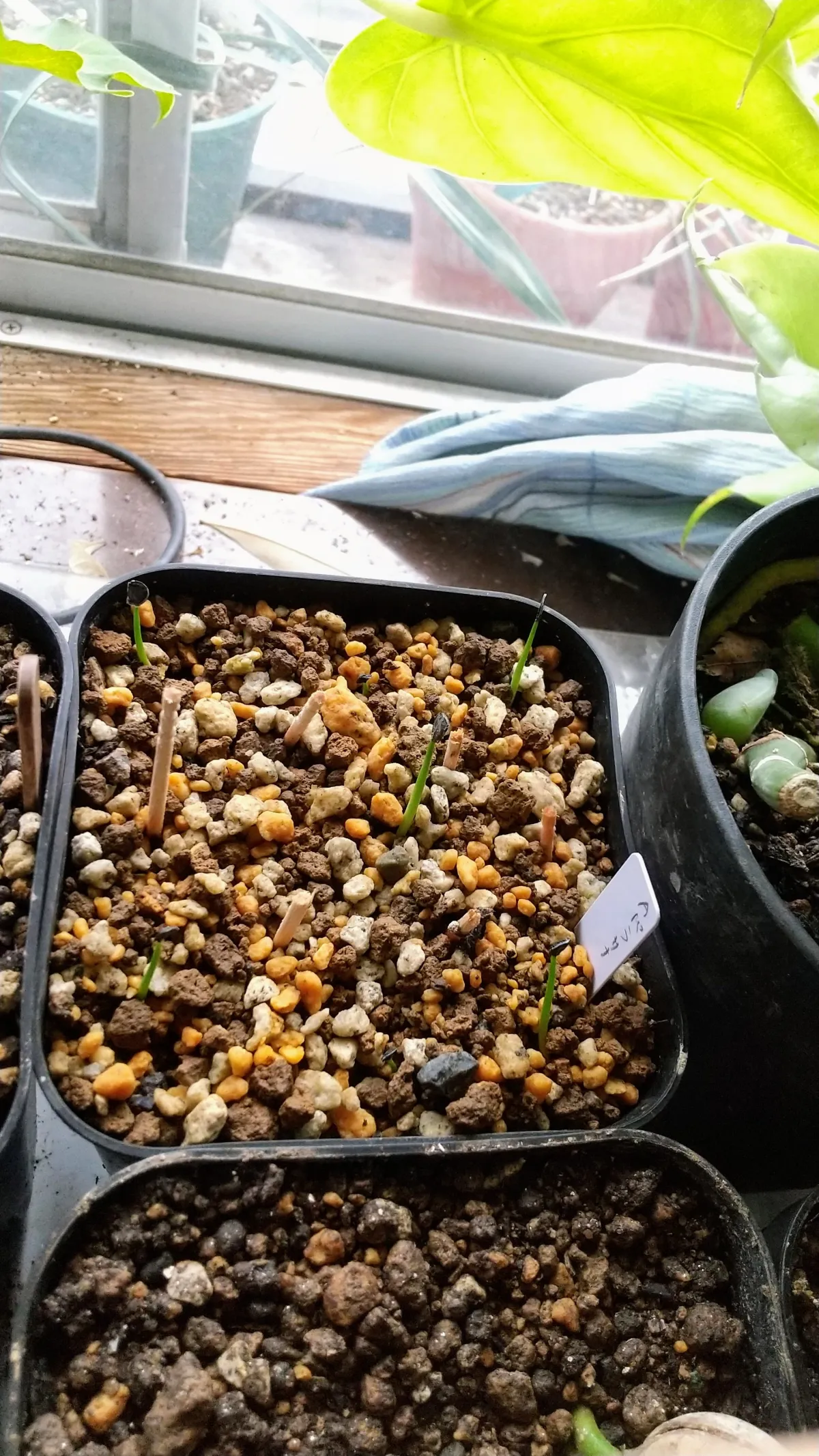 Agave parrasana (アガベ パラサナ)