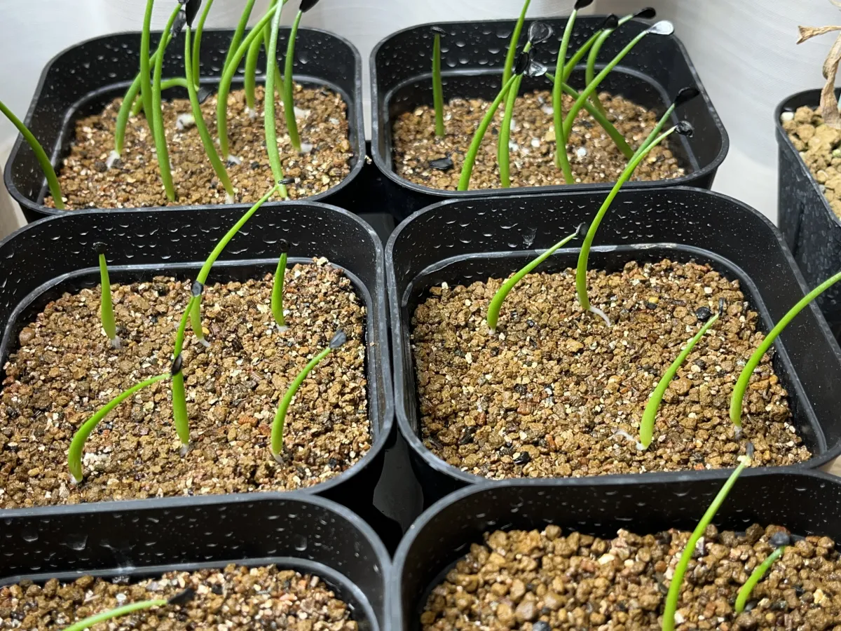 Agave utahensis ssp. utahensis (アガベ ユタエンシス)