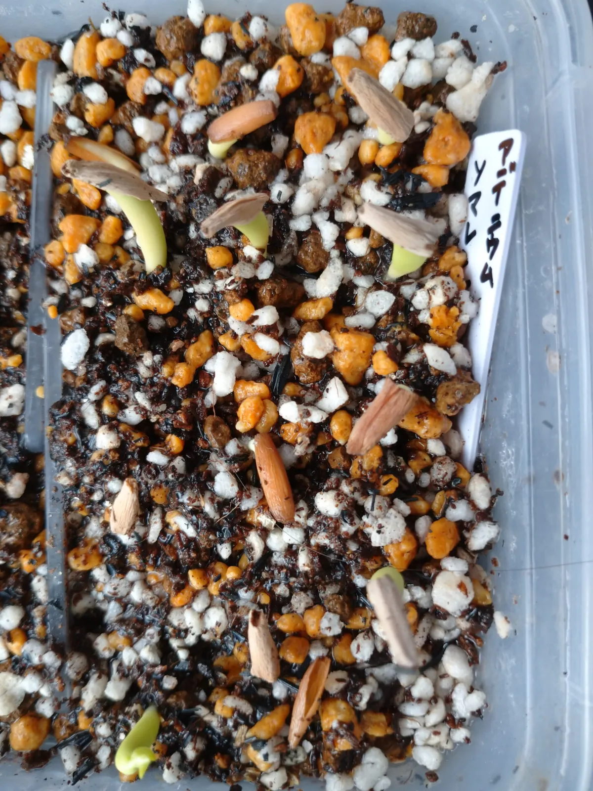 Adenium somalense var. somalense (アデニウム ソマレンセ)