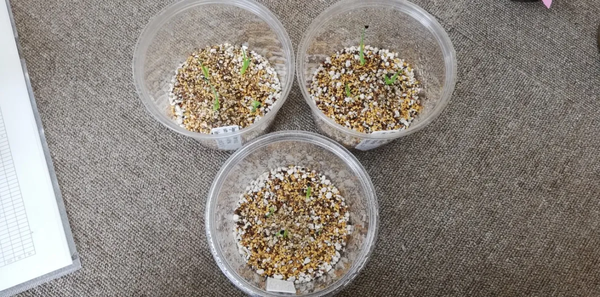 Agave utahensis var. eborispina 'Vegas' (アガベ エボリスピナ ヴェガス)