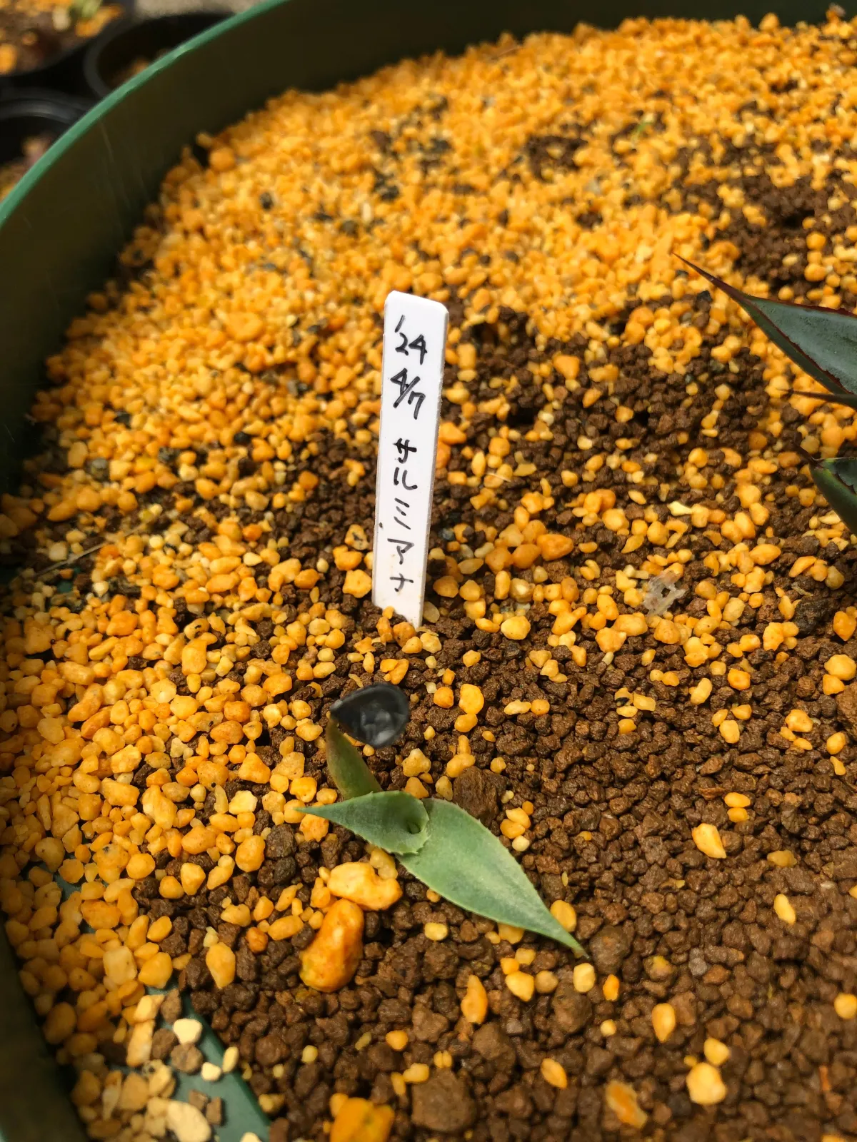 Agave salmiana subsp. salmiana (アガベ サルミアナ)