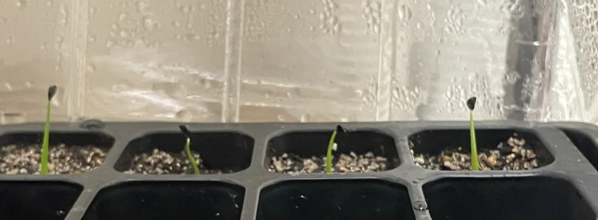 Agave utahensis var. eborispina (アガベ エボリスピナ)