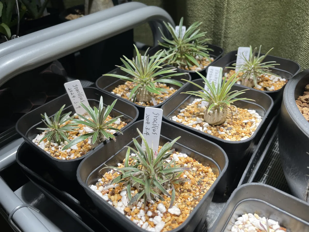 Pachypodium rosulatum var. gracilius (パキポディウム グラキリス)