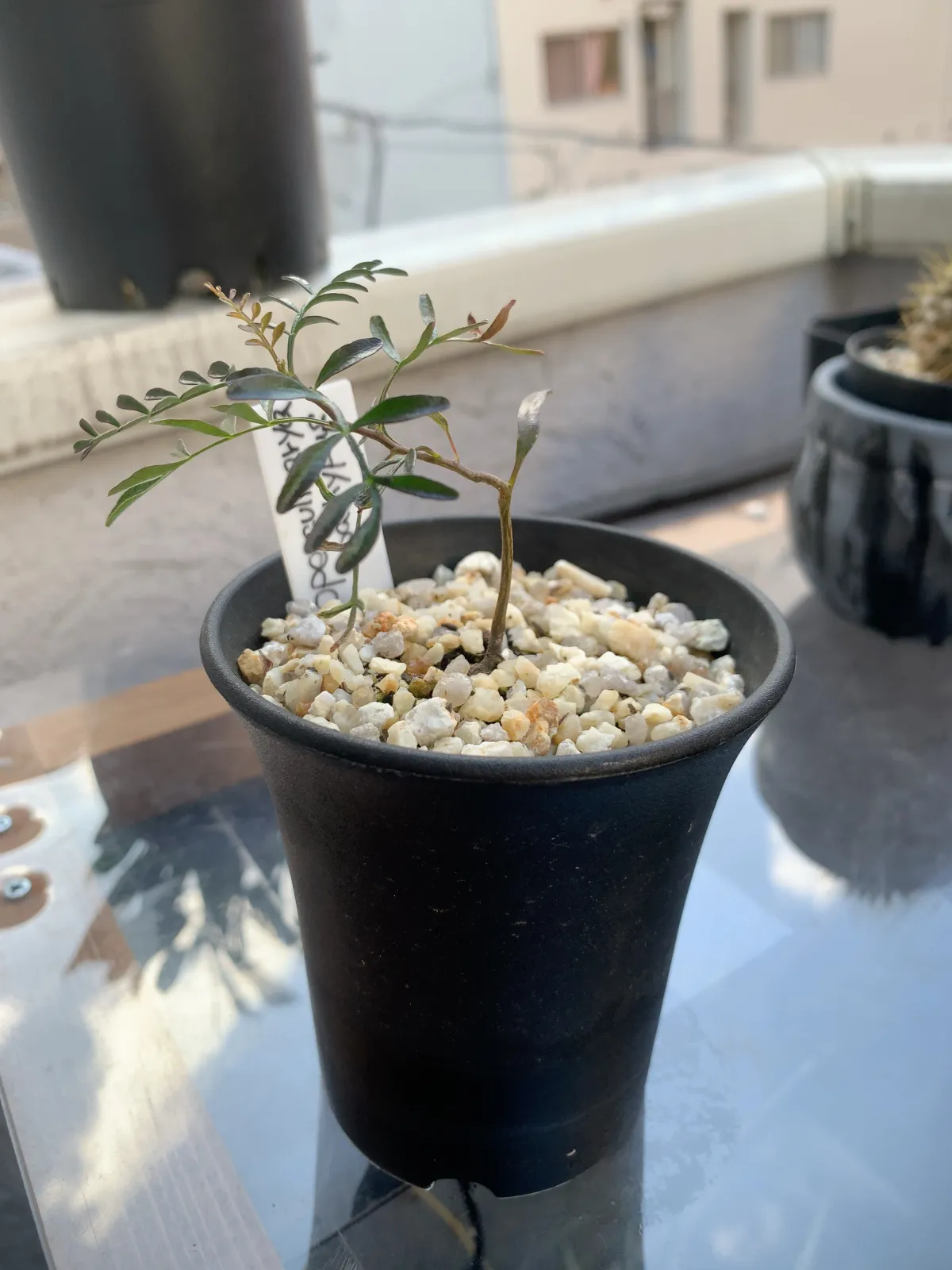 Operculicarya pachypus (オペルクリカリア パキプス)